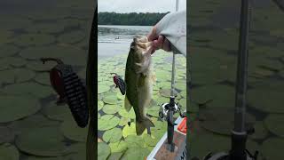 July 2024 Fishing Recap - Bunch of Dinks Lol #fishing #dinks #stripedbass #largemouthbass #summer