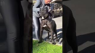 Así es el Masivo físico de un PODEROSO Presa Canario 😱🙀