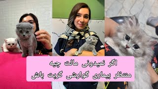 همه ی اطلاعاتی که به عنوان صاحب یه گربه باید درباره ی مالت بدونی🐈😻🐾