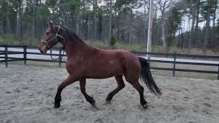 friesian dutch