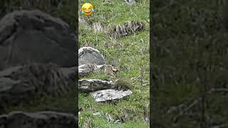 Marmottes game / Jeux de marmottes #wildlife #suisse #nature #marmotte