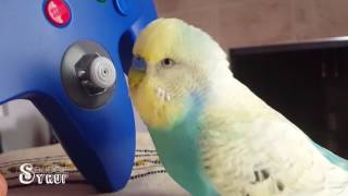 Budgie Plays N64 - Syrup the Budgie