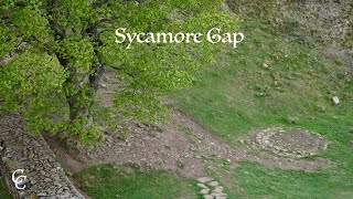 Hadrian's Wall & Sycamore Gap | Northumberland