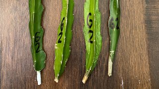 Saving dragon fruit cuttings from the rotten roots! 🙌