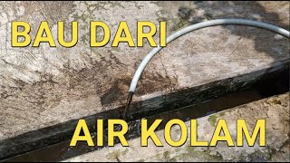 CARA BUDIDAYA IKAN GURAME DI KOLAM BETON || BAU DARI AIR KOLAM