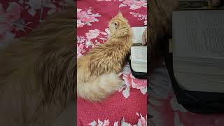 Mia also wants to read Bible n Pray #diyaghosh #mia #cat #catlover #catvideos #shorts