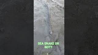 SEA SNAKE OR NOT?