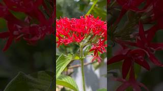 Natural pentas flowers || Home Gardening | #flowers #gardening #youtubeshorts