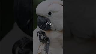 Mashallah #birds #shortvideos #viralyoutubeshorts #viralvideos