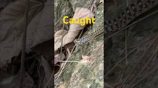 Snake swallowing frog #ytshorts #animals #wildlife