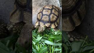 Mudah mudahan gk bosen dengan video ini kura sulcata sedang makan part 11 #shorts #animals