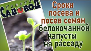 Сроки посева и посев семян белокочанной капусты на рассаду