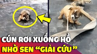 Báo con 'CHÂN NGẮN' nghịch dại rồi 'RƠI XUỐNG HỒ TÔM' khiến con Sen phải cầu cứu 😂 | Gâu Đần