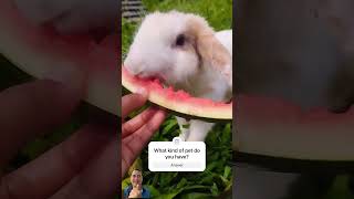 Adorable Bunny Eating Watermelon – Cutest Pet Snack Moment! 🐰🍉 #viralvideo #pet #shortsvideo