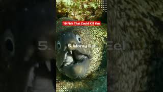 10 Fish That Could Kill You #shorts #viral #shortvideo