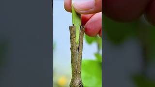 Guava Simple Grafting Method #guava #grafting #shorts