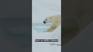 "Bears" #youtubeshorts #animals #quote