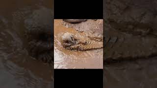 What is the pangolin doing?