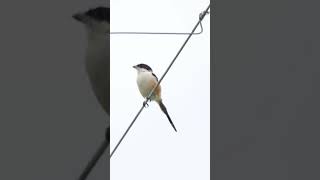 Long Tailed Shrike #feeling the #breeze #birds #urbanwildlife #birdsvideo #sensations #4k #weather