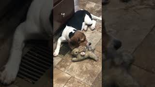 Silly Benji loves his bunny and laying on vents !