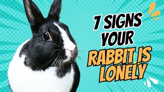 7 Signs Your Rabbit Might Be Feeling Lonely