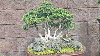 Super Gagandang Bonsai Ni Tita Lui Malabuyoc, Tulo BC