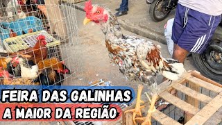 VEJA A MAIOR FEIRA DAS GALINHAS TRADICIONAL DE ARAPIRACA-AL #nordeste AVÉS NO PRECINHO (30-07-2024)