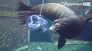 Sea Lion Puzzle Feeder Enrichment