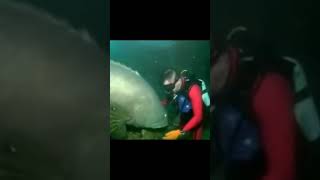 detik detik penyelam diserang ikan monster #shortsvideo #shortsviral