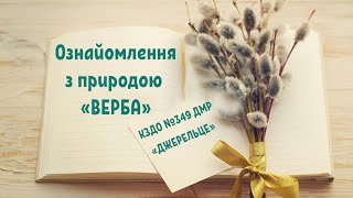 Заняття "Верба національний символ України" ознайомлення дітей з природою