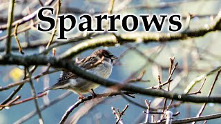 Autumn Sparrows #4k #birds #birdsong #newzealandnature