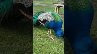 peacock birds #birdslover #peacock