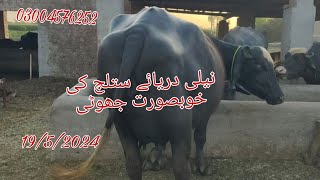 نیلی دریائے ستلج کی پہلن خوبصورت جو بھی برائے فروخت رابطہ نمبر 03004576252 Okara Animal Tv 19/5/2024