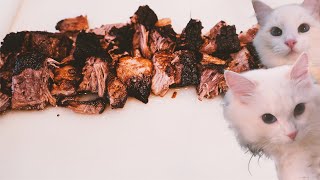 I Cooked Beef Brisket for My Cats | Fine Dining for Cats | The Cat Butler