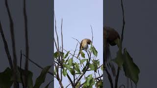 Brown Shrike #brownshrike #morningmoments #startoftheday #peacefulmoments #birds #birdsvideo #4k