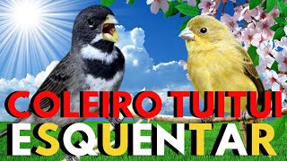 Coleiro tui-tui 💥 Canto de coleiro tui tui  💥 Coleiro tui tui cantando 💥 Coleiro tui-tui