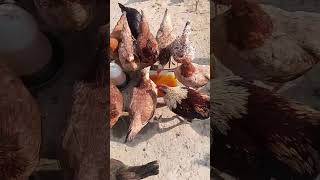 house poultry farm