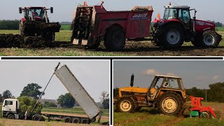 Rozrzucanie obornika i talerzowanie | 2x MAN | Massey Ferguson | Ursus | Case