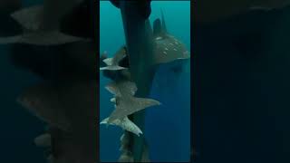 Le poisson remora chevauche la queue du requin baleine