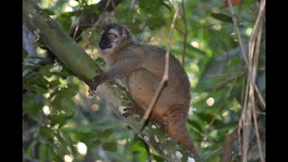 Frugivory and seed dispersal in Madagascar’s biodiverse ecosystems: Onja Razafindratsima