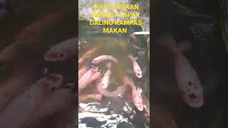 Ikan piaraan pagi ini sangat lapar sampe saling rampas makan #short