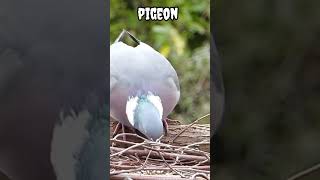 Pigeon #shorts #viral #trending