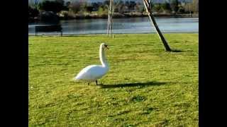 The Lonely Swan on a sunny morning