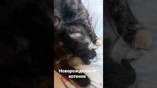 Котенок только что родился, со своей мамой