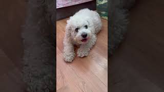 Cute Dog 😘#adorabledog #dog #adorablebaby #doglover #funnyvideo #shorts