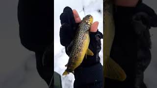 Good Day of Fishing the Riv! #shorts #subscribe #fish #river #browntrout #fishing