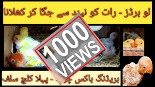 Lovebirds Soft Food | Feed at Night | Breeding Progress | Possible Blue 2