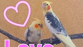 Dancing cockatiel parrot  #FamilyCockatiels #CockatielsLove #CockatielsMating #Корелла