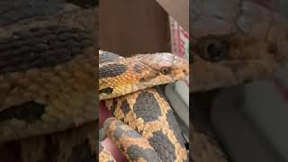 Fox snake makes a mlem #snake #cute #nature #reptiles #wow #cute #pets #animals #babyanimals #shorts