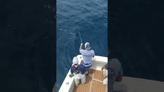 Bluefin tuna, welcome aboard! #fishing #bluefintuna #tuna #fish #fishinglife #shorts #shortsvideo